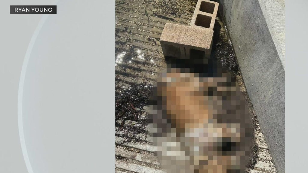 Miami police investigate after dog found dead underwater, tied to cinder blocks off Coconut Grove — CBS Miami, Winter Garden Government news