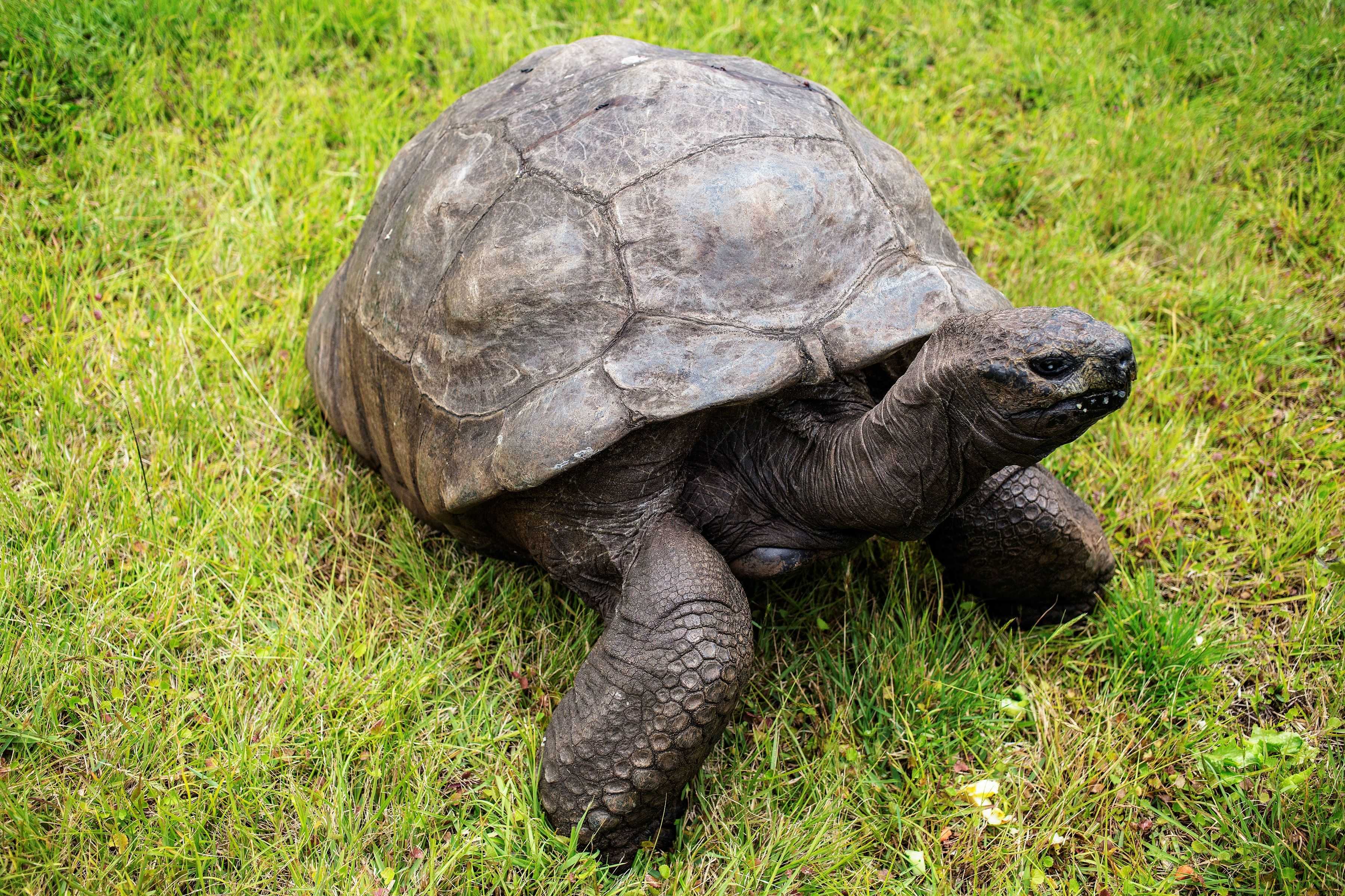 An 194-year-old tortoise named Jonathan is an anti-aging marvel and we finally know his secret — WESH 2 Orlando, Winter Garden Community news