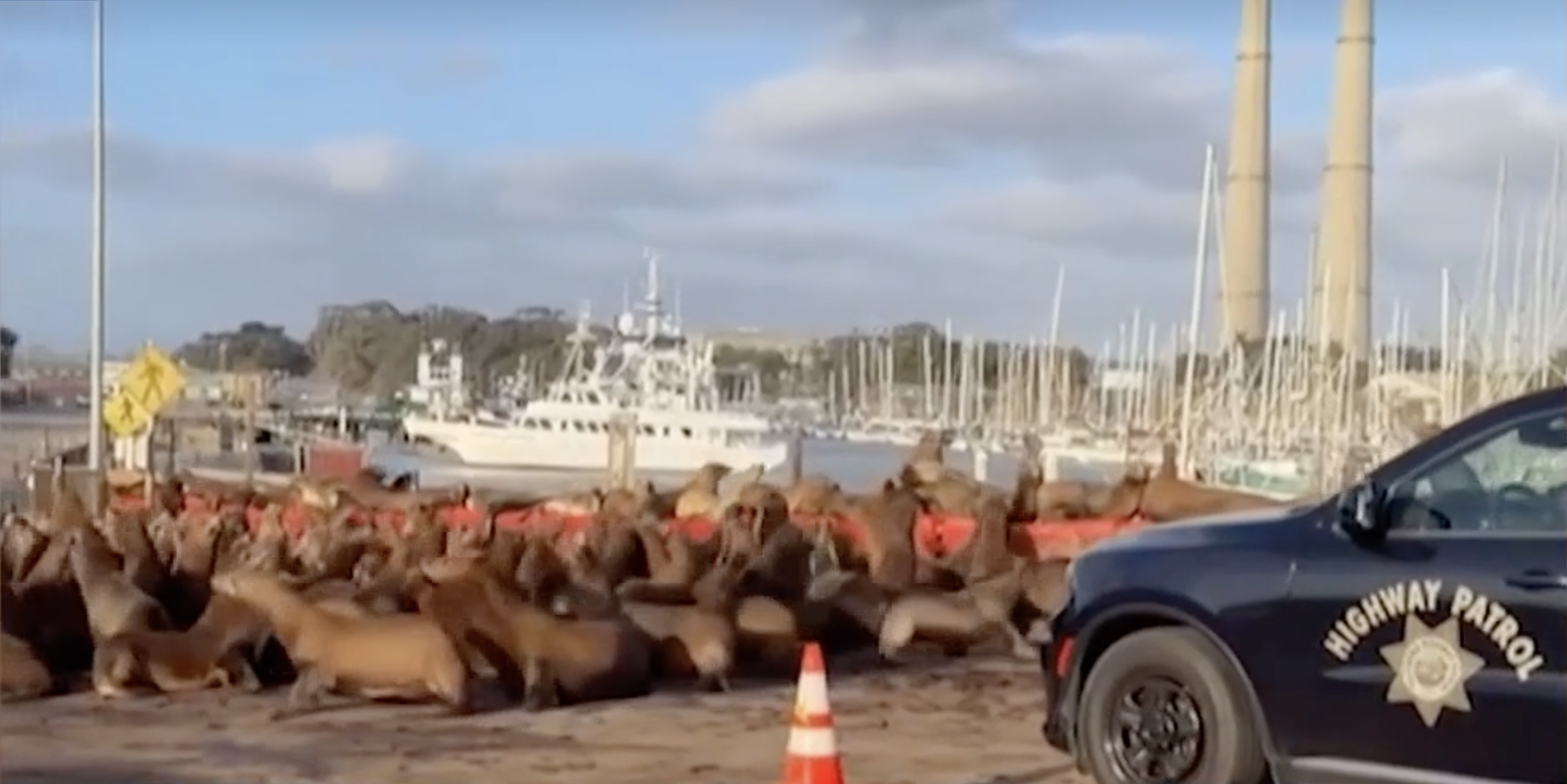 Sea lion swarm: Hundreds of sea lions take over California roadway — WESH 2 Orlando