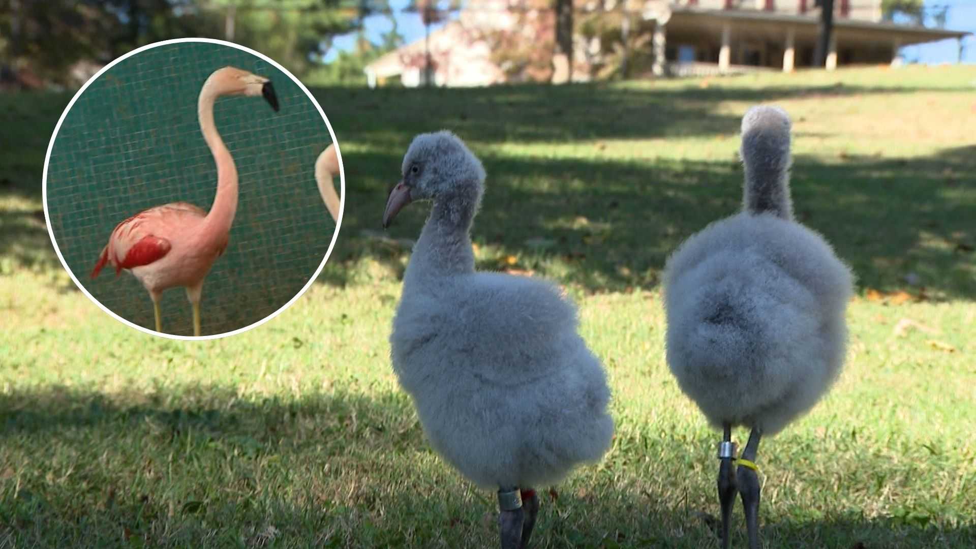 A zoo's flamingo produces chicks at record-setting 60 years old — WESH 2 Orlando, Winter Garden Community news