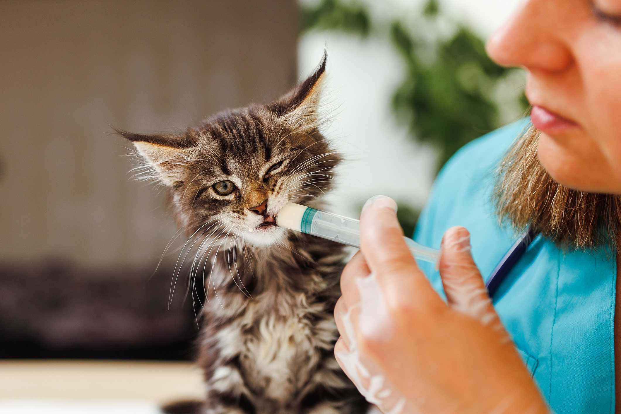 Nationwide recall hits certain pet meds over potency concerns — WESH 2 Orlando, Winter Garden Business news