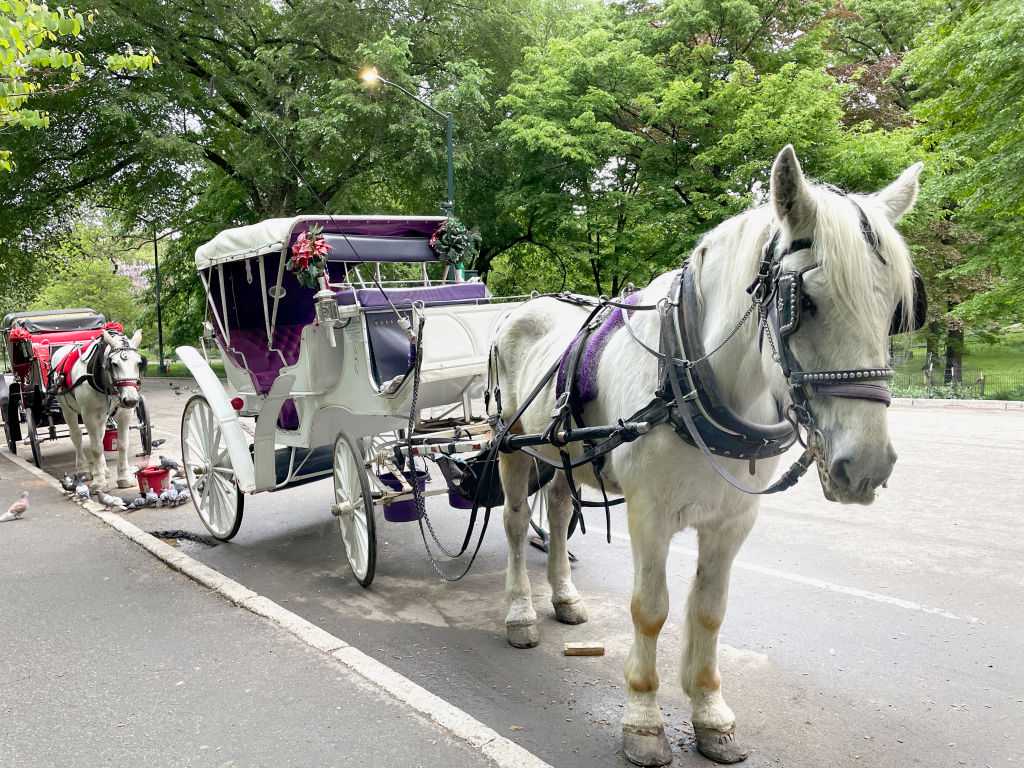 New York City's iconic horse-drawn carriages expected to take their last trot — WESH 2 Orlando, Winter Garden Government news
