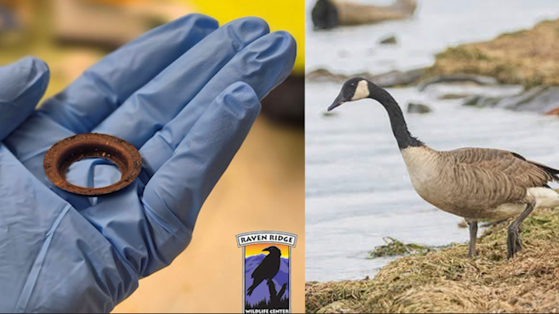 Canada goose saved after rusty metal ring found lodged in mouth — Winter Garden Community news