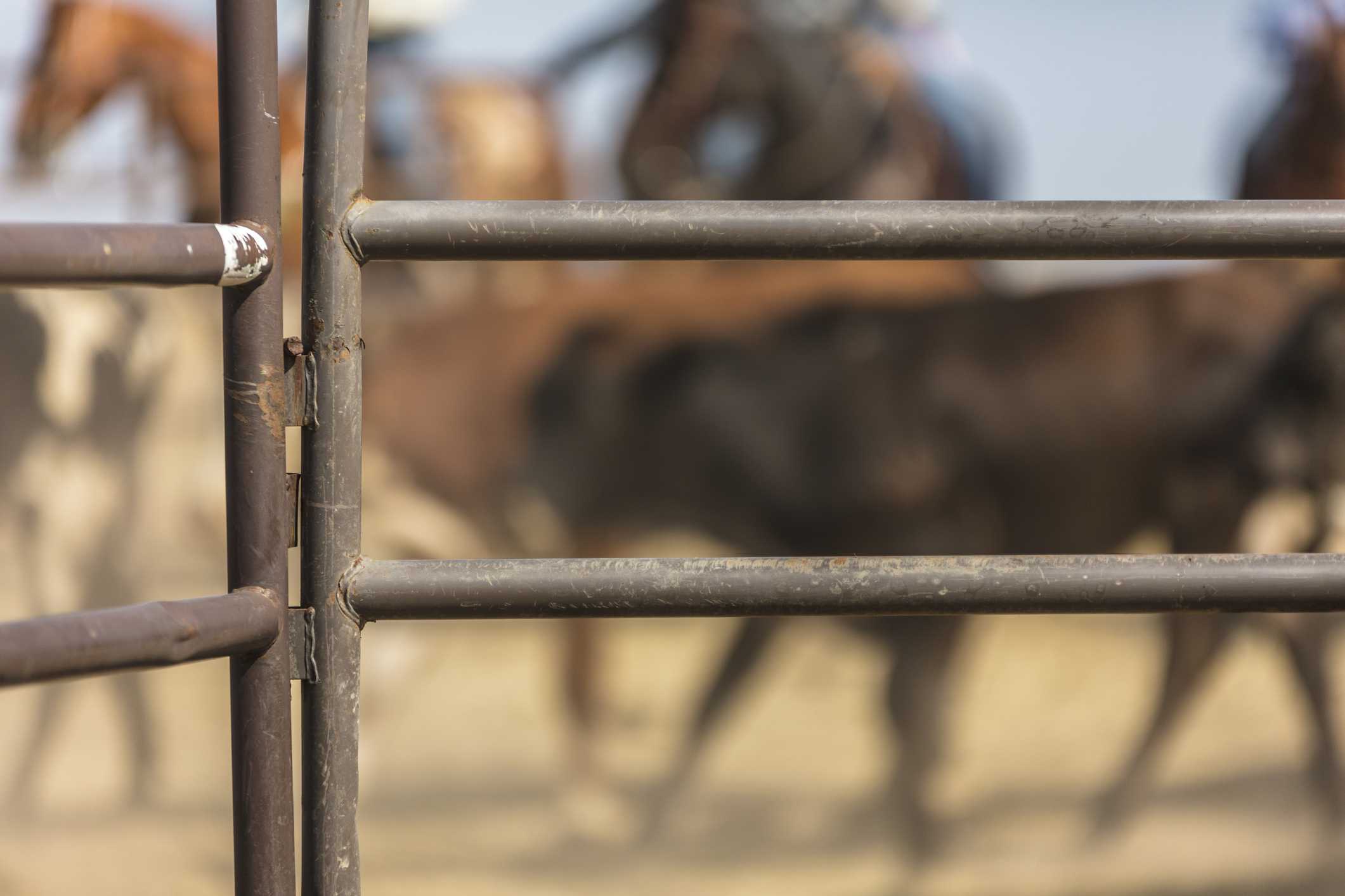 35-year-old bull rider identified after fatal accident at a rodeo in Ohio — WESH 2 Orlando, Winter Garden Community news