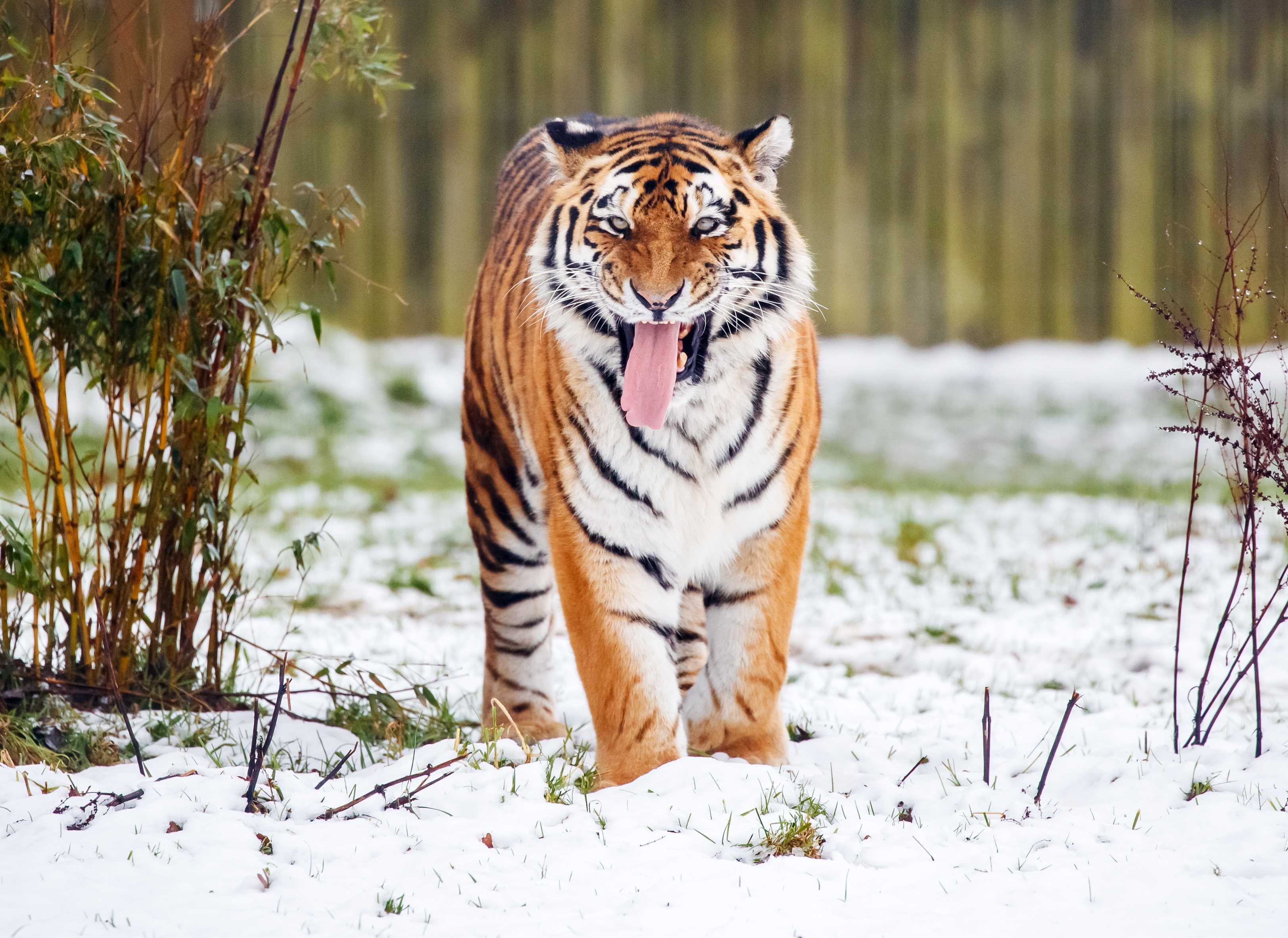 A tiger kills man who entered big cat enclosure at wildlife park — WESH 2 Orlando