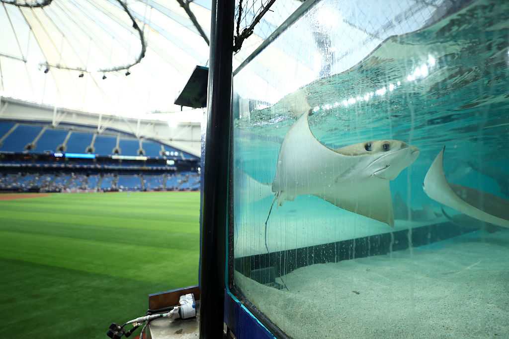 Did you know there are live stingrays in Tampa Bay's stadium? — WESH 2 Orlando, Winter Garden Sports news