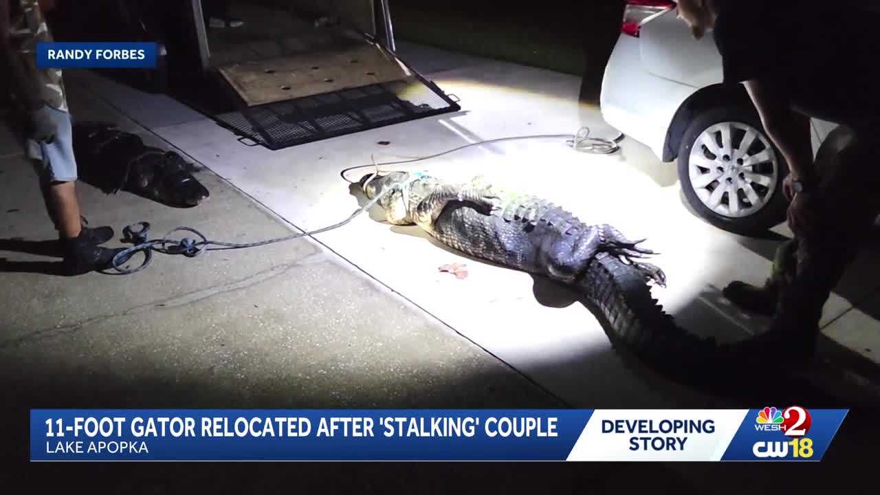 11-foot gator removed from Lake Apopka property after 'stalking' couple — WESH 2 Orlando, Winter Garden Real Estate news