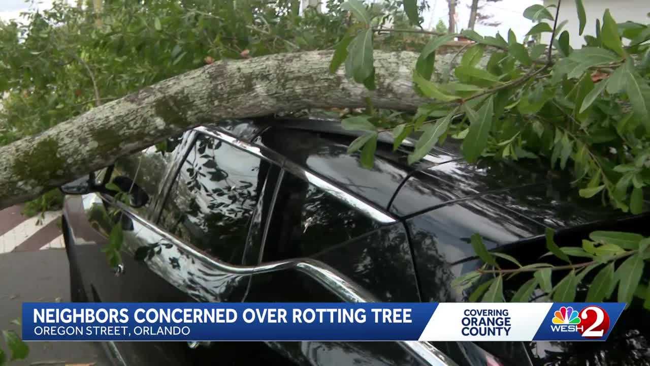 Orlando neighbors demand removal of rotting tree after it crushes car — WESH 2 Orlando, Winter Garden Community news