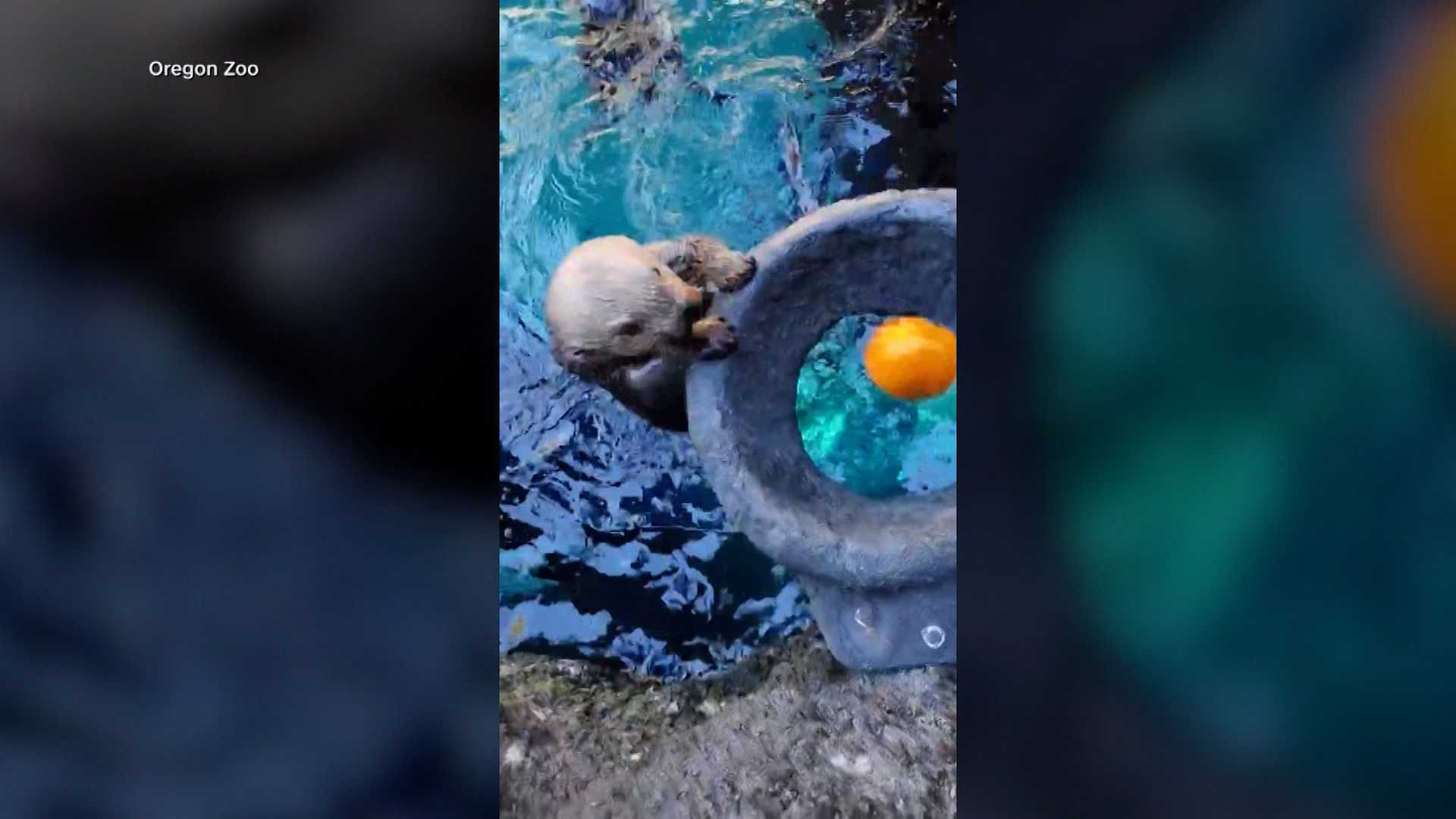 'GOURD TIMES': Watch as sea otters go 'Pumpkin Dunkin' in a zoo's adorable Halloween tradition — Winter Garden Community news
