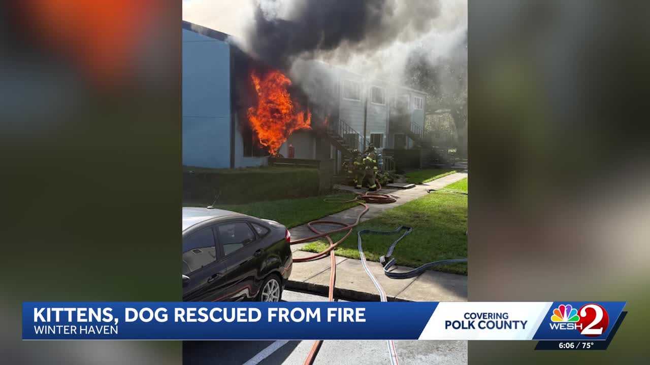 Dogs, kittens rescued from Winter Haven apartment fire — WESH 2 Orlando, Winter Garden Community news