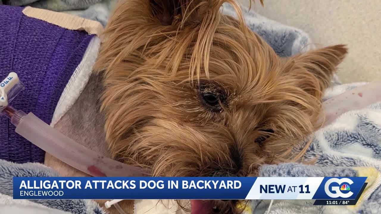 Yorkie survives alligator attack in Florida, faces long recovery — WESH 2 Orlando, Winter Garden Community news
