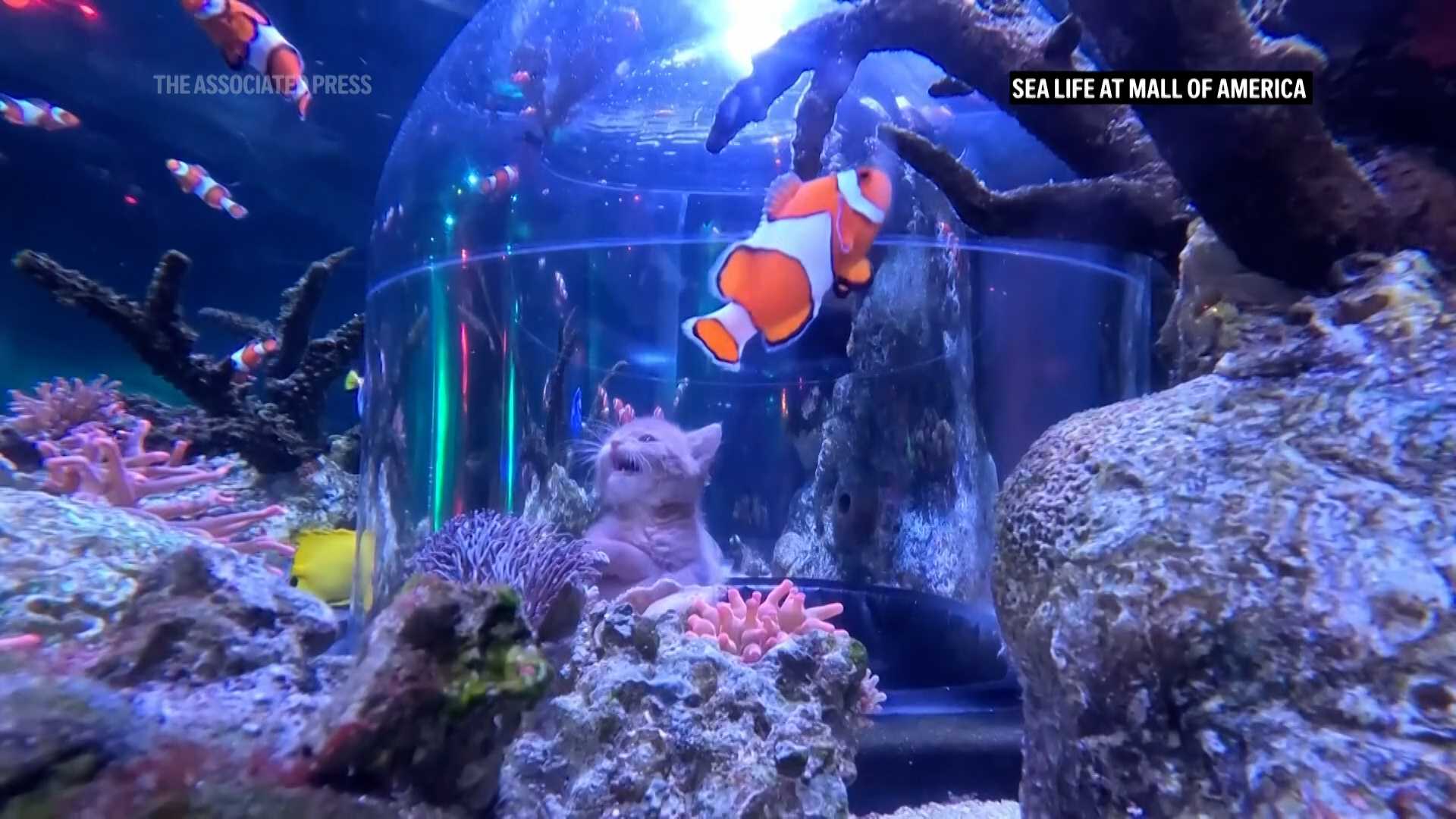 VIDEO: Orphaned kittens meet sharks on aquarium field trip at the Mall of America — WESH 2 Orlando, Winter Garden Community news