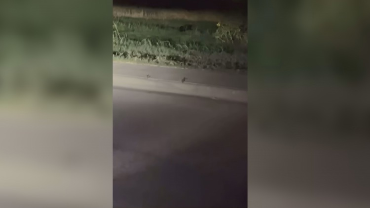 Viral video of 'black panther' in Midland sparks debate despite expert skepticism — NewsWest 9 (Permian Basin), Winter Garden Schools news