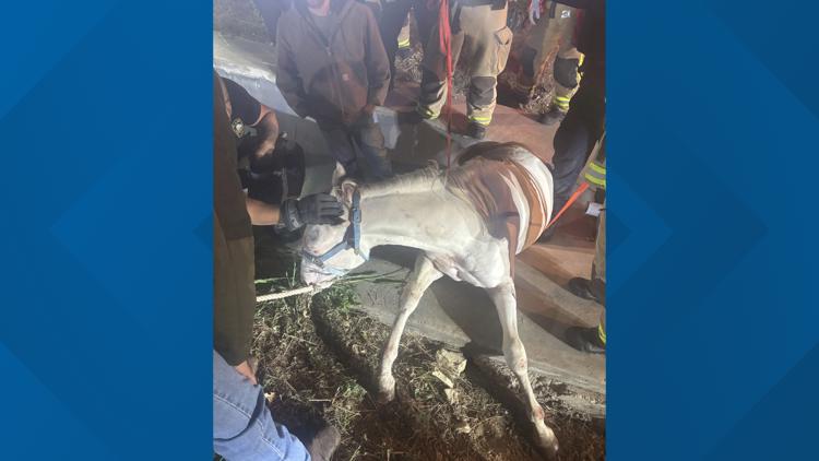 Plano firefighters rescue horse trapped in drainage ditch after escaping near Highway 121 — WFAA (Dallas-Fort Worth), Winter Garden Community news