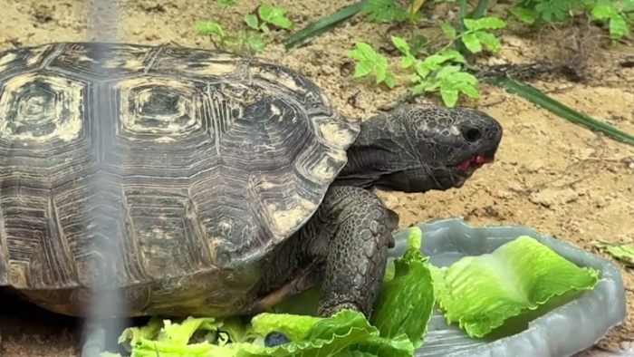 Nearly 7,000 gopher tortoises moved in 5 years across Lake, Orange counties. Where did they go? — ClickOrlando Local, Winter Garden Real Estate news